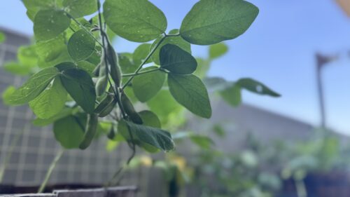ベランダ菜園の枝豆の写真
