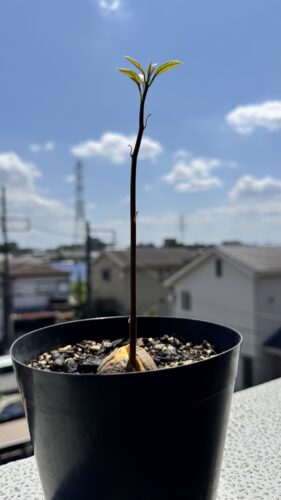 アボカドの新芽の写真